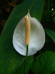 Spathiphylleae