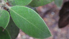 Arctostaphylos virgata