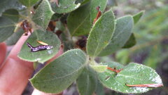 Arctostaphylos virgata