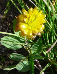 Trifolium badium