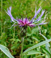 Centaurea montana