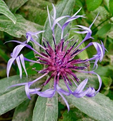 Centaurea montana