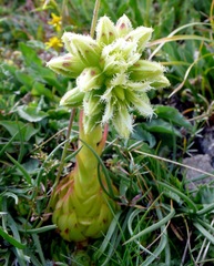 Sempervivum globiferum