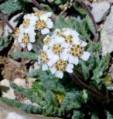 Achillea nana