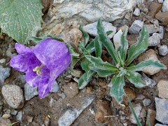 Campanula alpestris