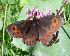 Erebia euryale