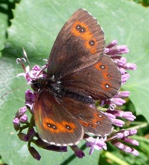 Erebia euryale