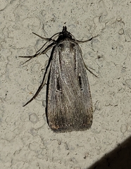 Tathorhynchus exsiccata