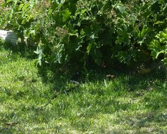 Dispholidus typus typus