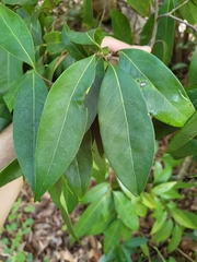 Nectandra coriacea