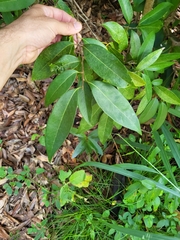 Nectandra coriacea