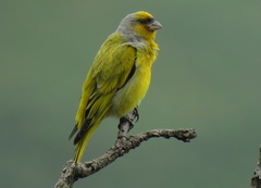 Serinus canicollis