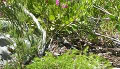 Dispholidus typus typus