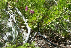 Dispholidus typus typus