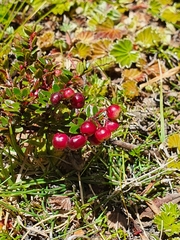 Ericaceae