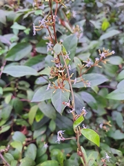 Ichnocarpus frutescens