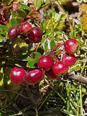Ericaceae