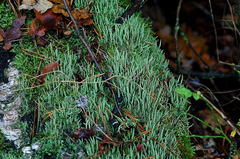 Cladonia subulata