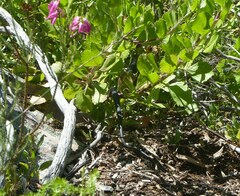 Dispholidus typus typus