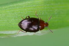 Scaphidema metallicum