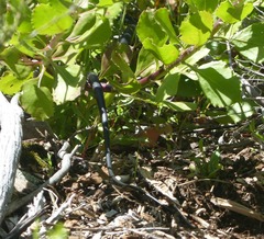 Dispholidus typus typus