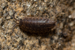 Proporcellio