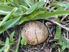 Pisolithus arenarius