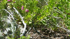 Dispholidus typus typus