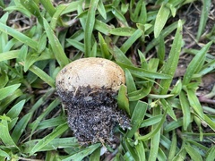 Pisolithus arenarius