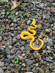 Bothriechis schlegelii