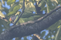 Psittacula himalayana