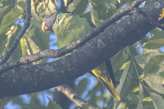 Psittacula himalayana