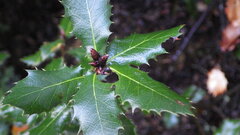Quercus parvula