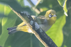 Zosterops palpebrosus