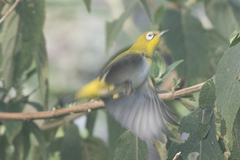 Zosterops palpebrosus