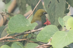 Zosterops palpebrosus