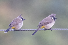 Pycnonotus leucogenys