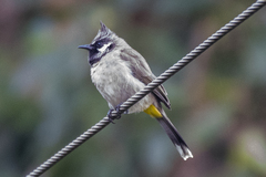 Pycnonotus leucogenys