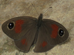 Stygionympha wichgrafi