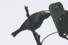 Machlolophus xanthogenys