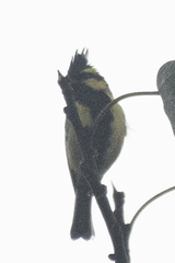 Machlolophus xanthogenys