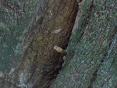 Tetragonisca fiebrigi