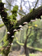 Schizophyllaceae