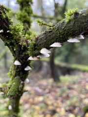 Schizophyllaceae