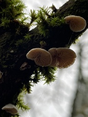 Schizophyllaceae