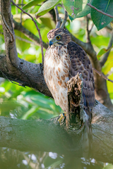 Accipiter trivirgatus