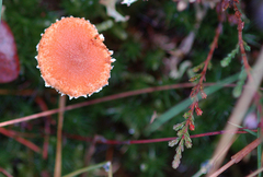 Cystoderma amianthinum