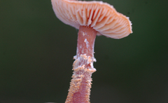 Cystoderma amianthinum