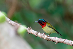 Aethopyga christinae