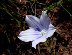 Wahlenbergia cuspidata